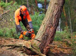 Best Tree and Shrub Care  in Fairfield Harbour, NC